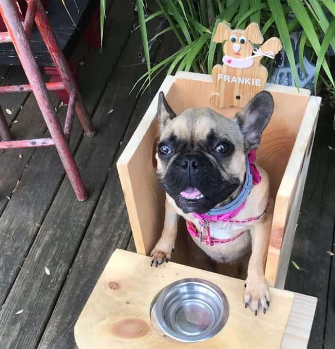 Ms Frankie the frenchie
